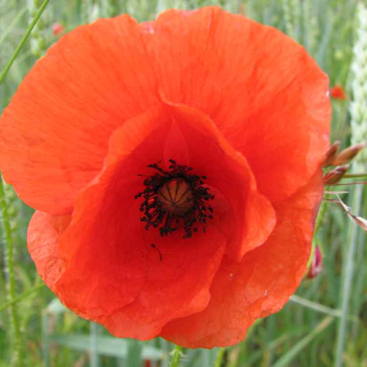 Mohnblüte