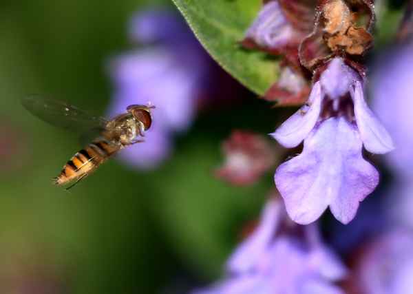 Schwebfliege beim schweben (Makro)