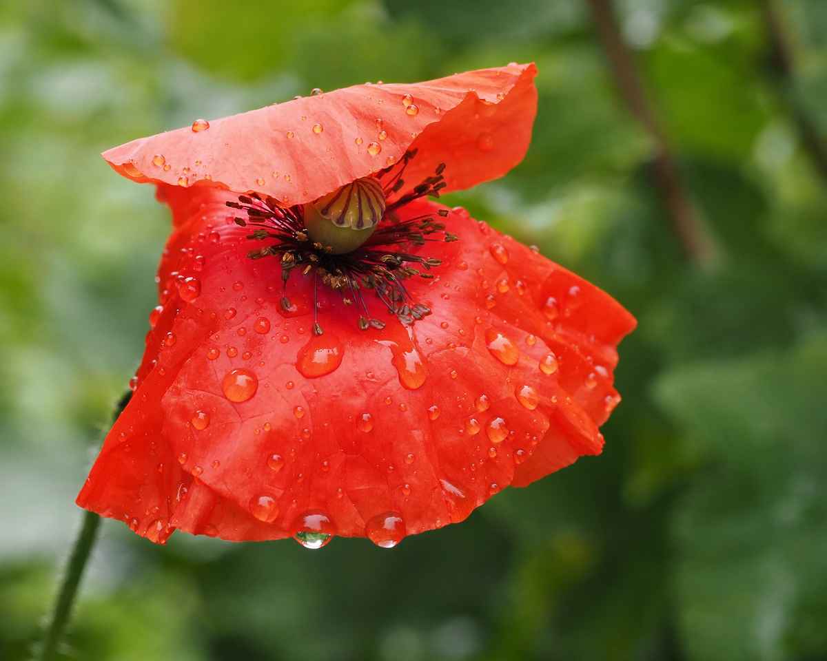 auch mit regen schön