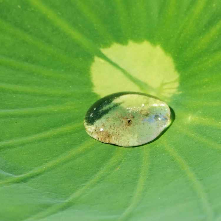 Tropfen auf Lotus