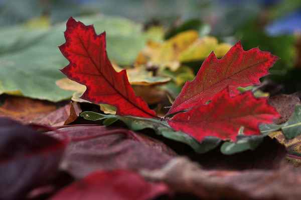 Herbstlaub
