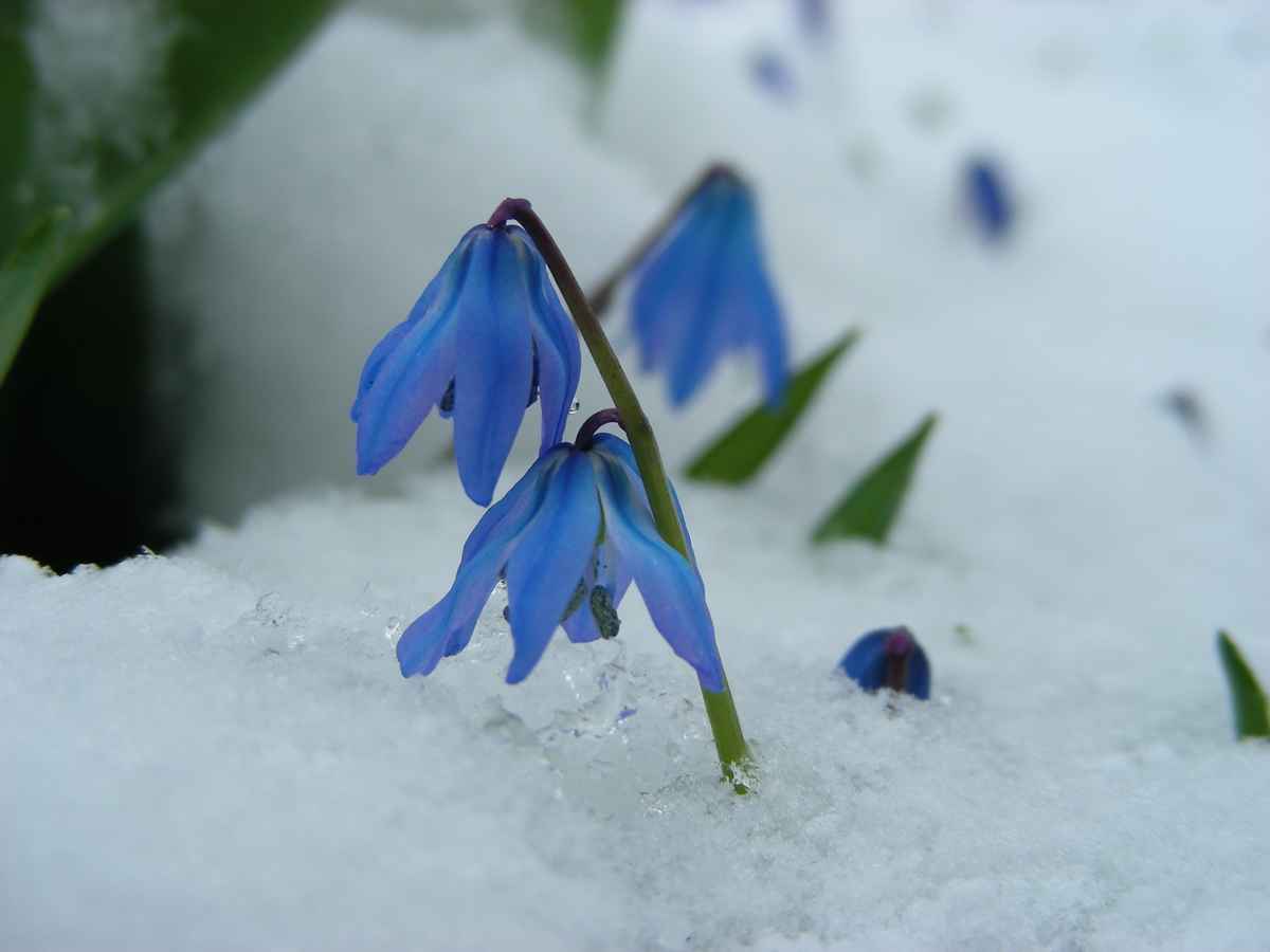 Scillas im Schnee
