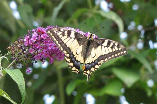 Schwalbenschwanz auf Sommerflieder