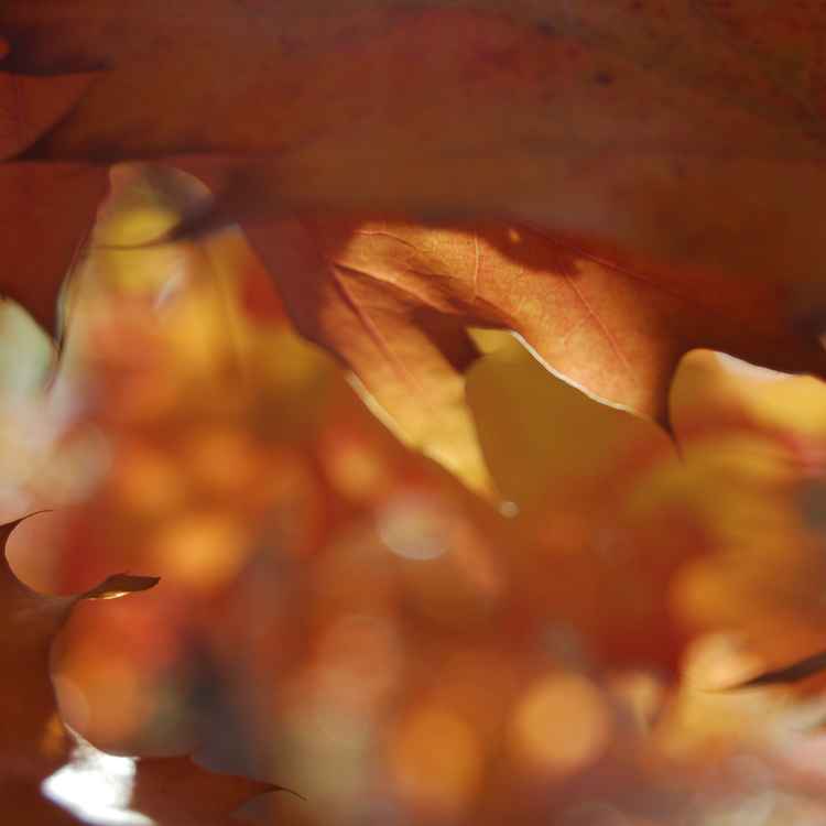 Licht und Schattenspiel - Serie