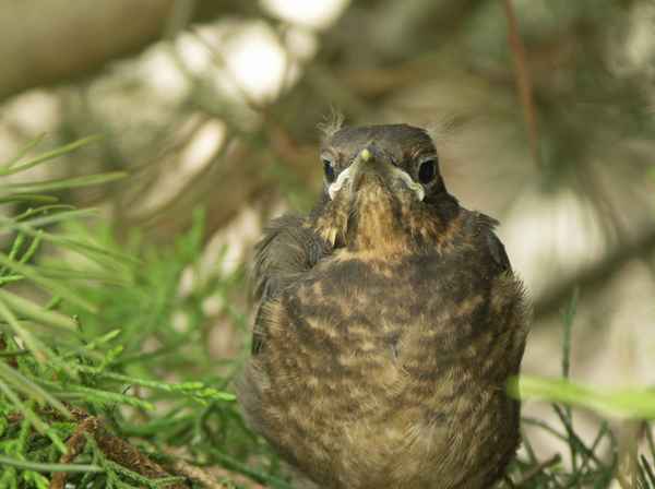 aus dem Nest geschupst (1)