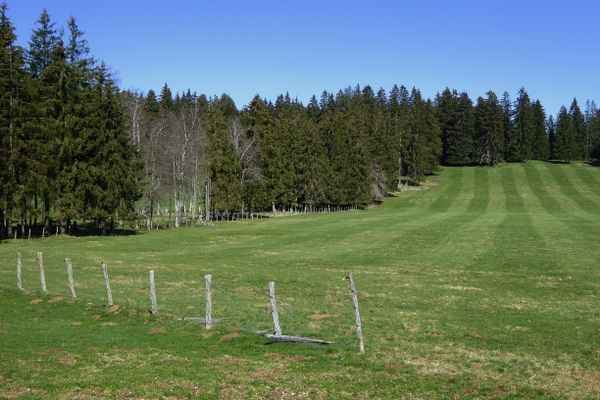 Tannenwälder zwischen weiten Weideflächen