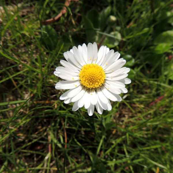Bestäubte Wiesenblume