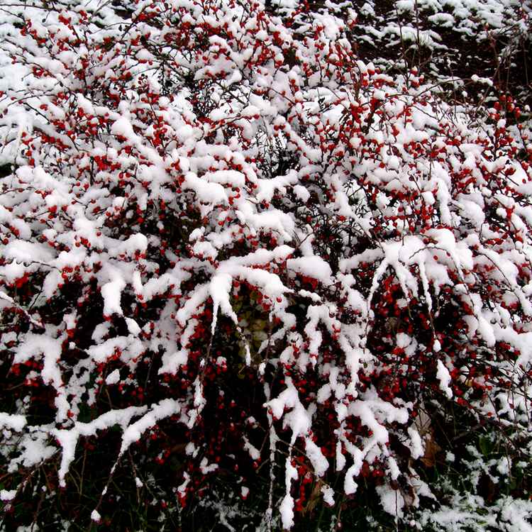 Schneebeerenstrauch