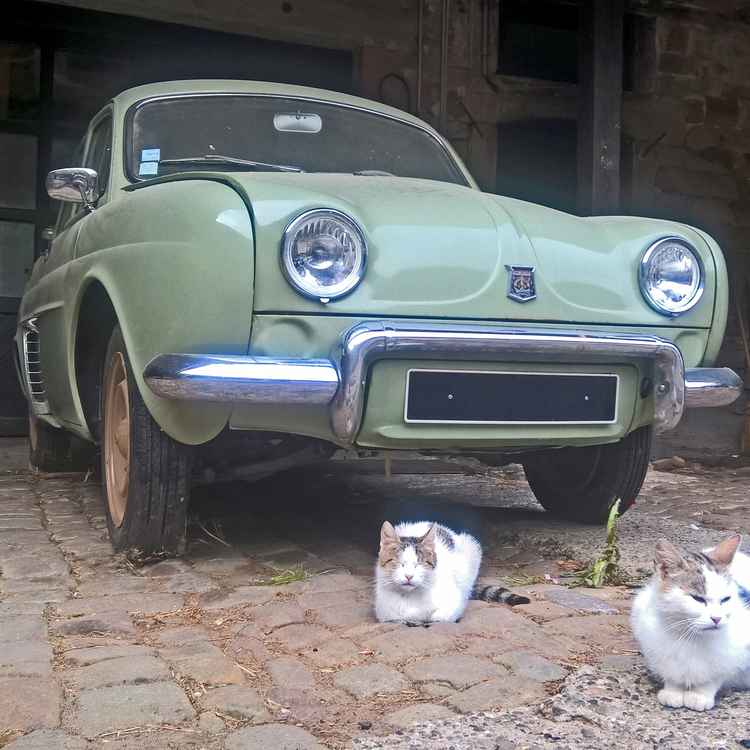 Renault Dauphine mit Katzen