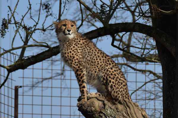 Gepard hält Ausschau