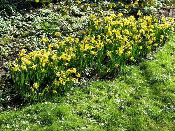 Köln Flora  Frühlingsblumen Narzissen