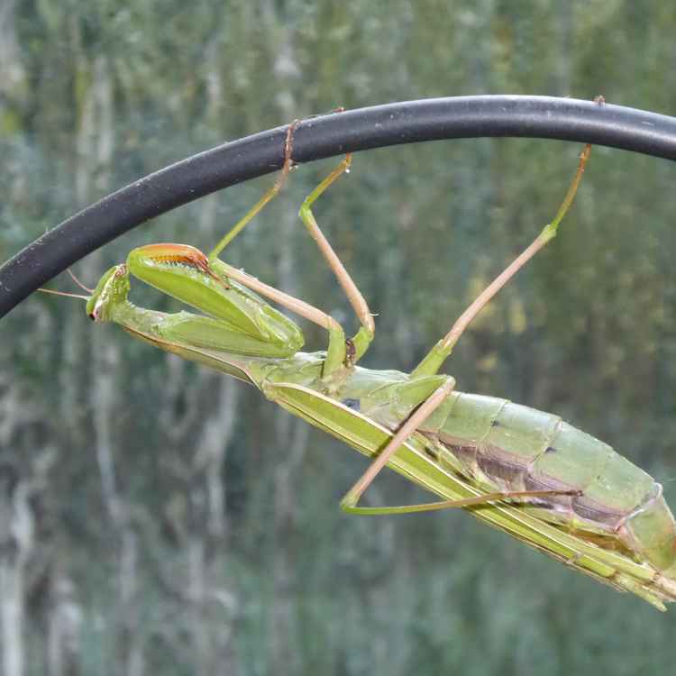 Gottesanbeterin-Fangschrecke