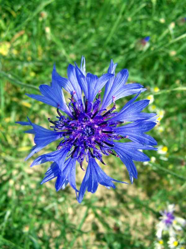Kornblume