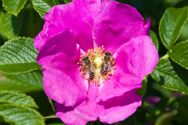 Doppelter Besuch