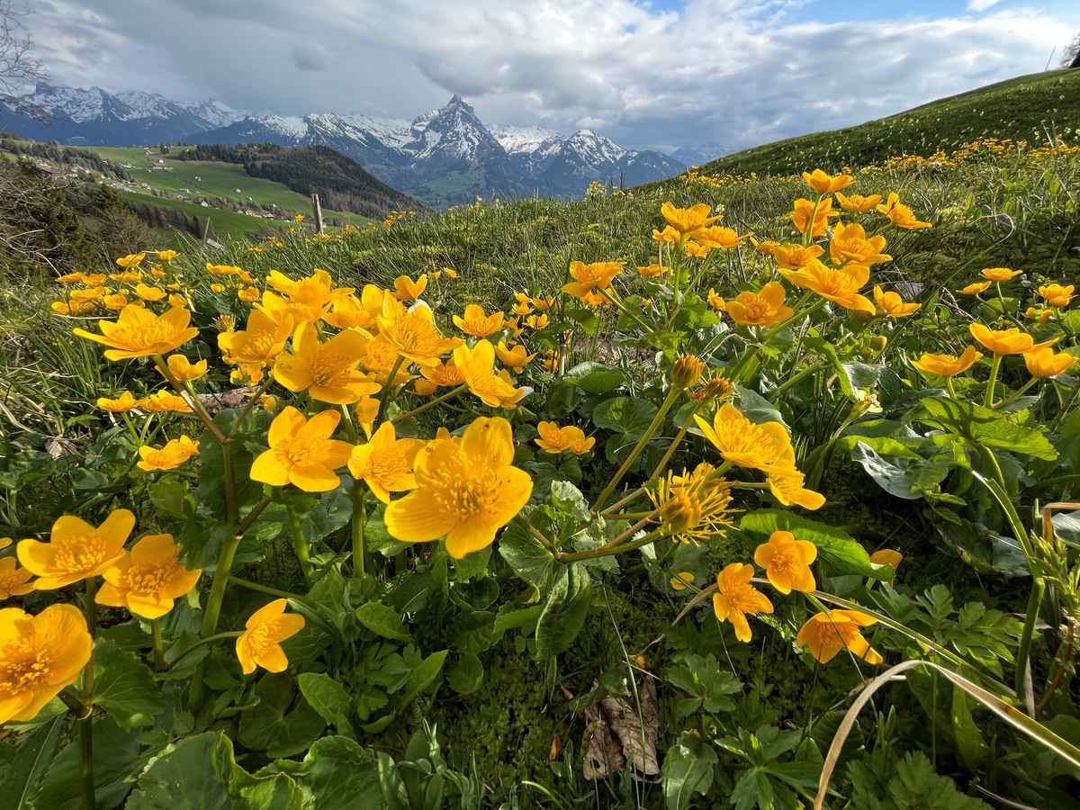 Bergfrühling