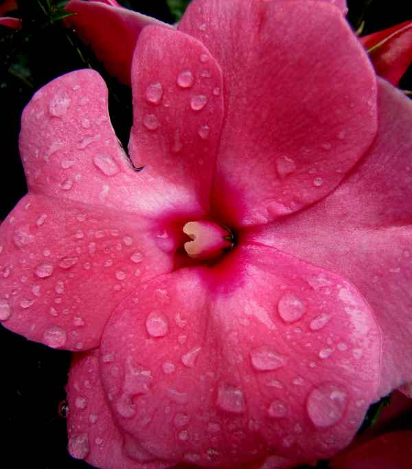 Regentropfen (Makro)