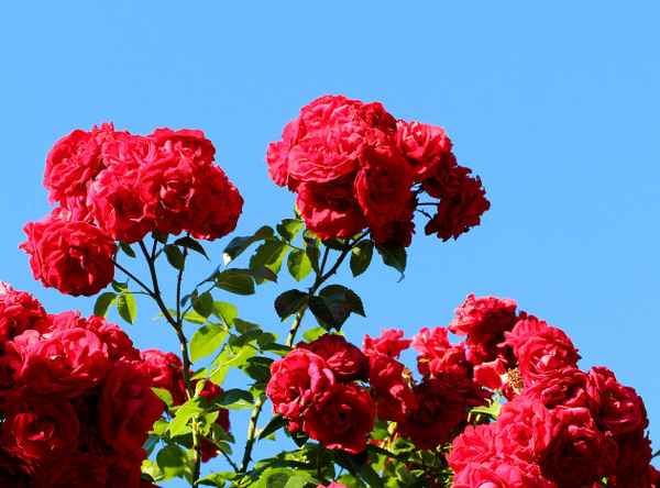 KLETTERROSEN......