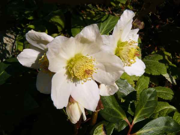 "Christrosen"