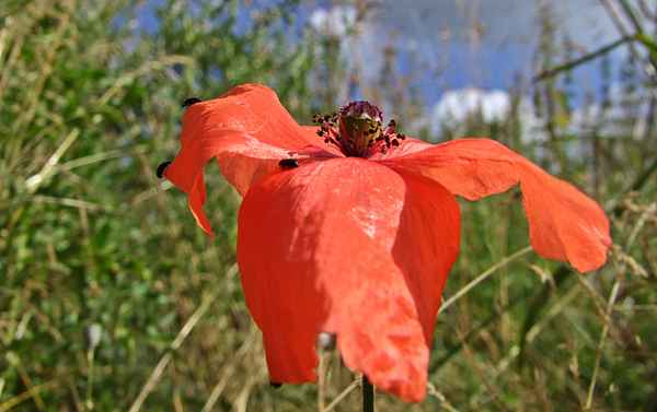 Mohn - poppy