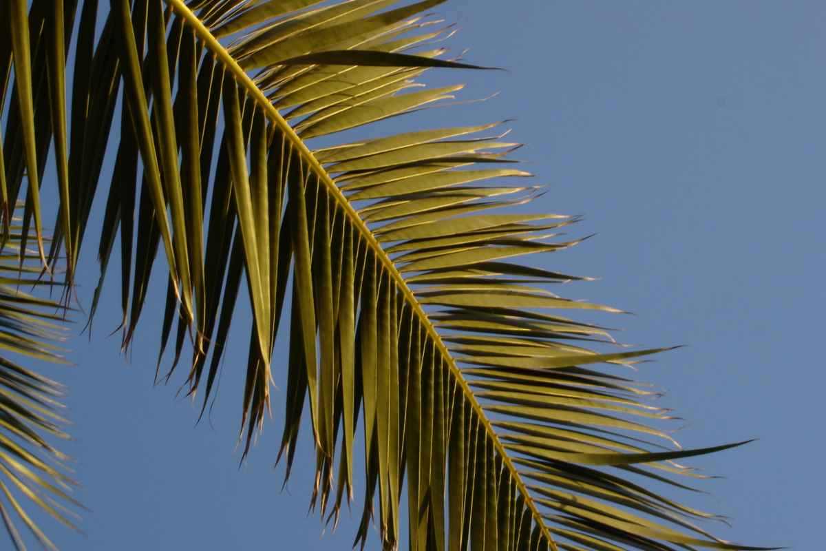 Palmenblatt