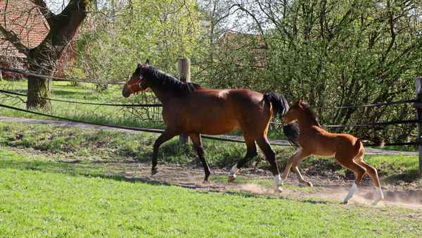 leichter galopp