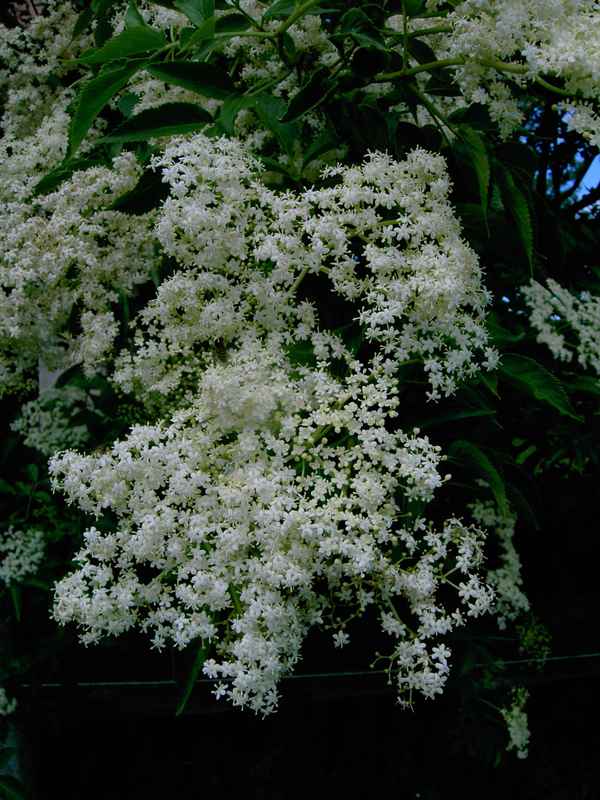 Blumen