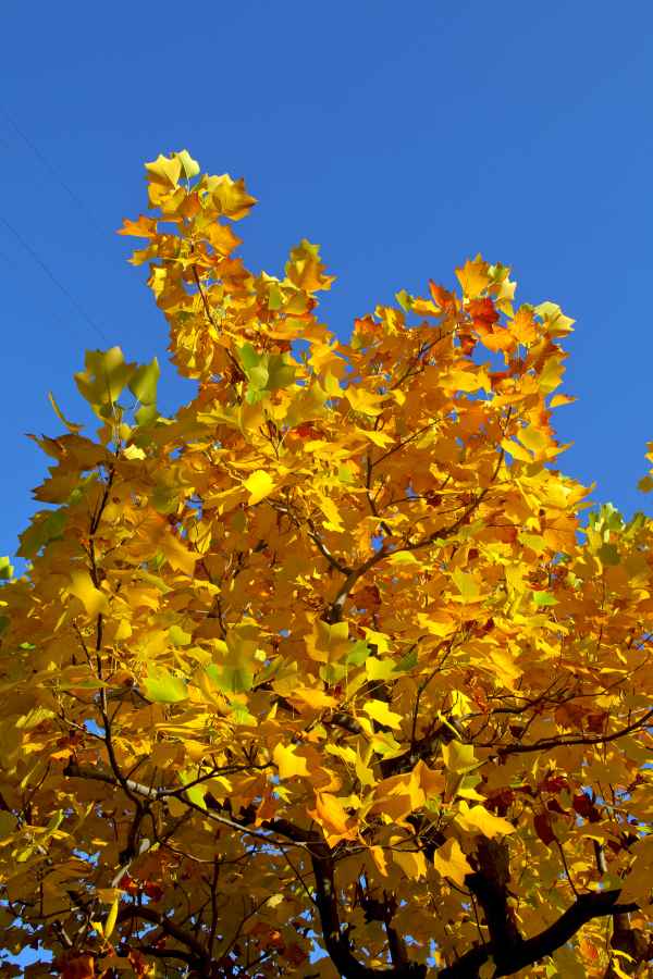 Herbst 4