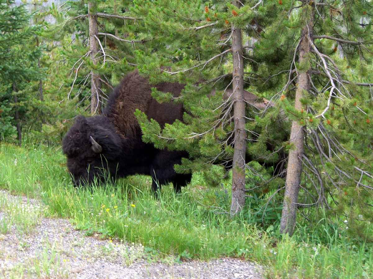 Bison 13