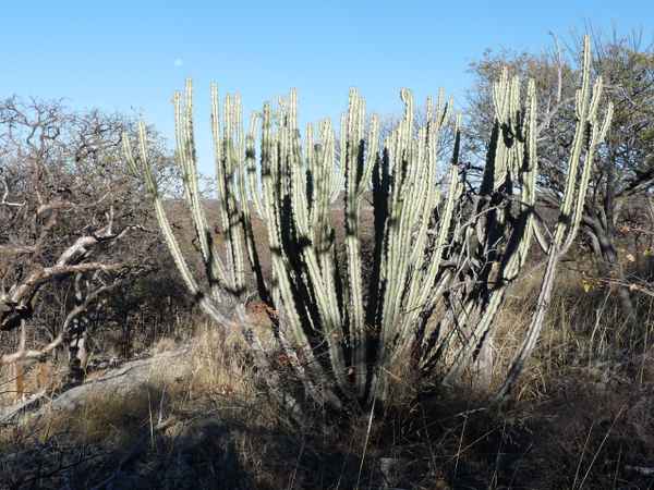 Trockene Landschaft