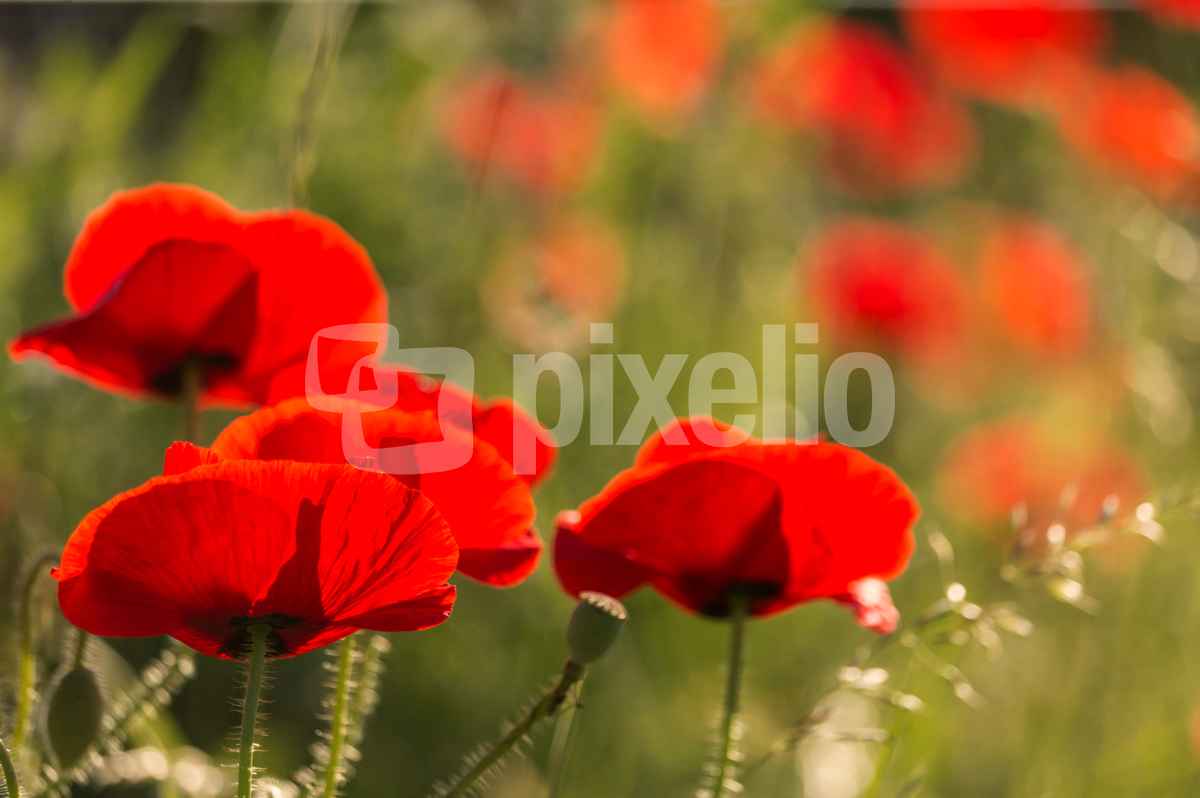 der erste Mohn blüht wieder