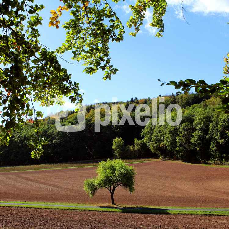 Waldblick