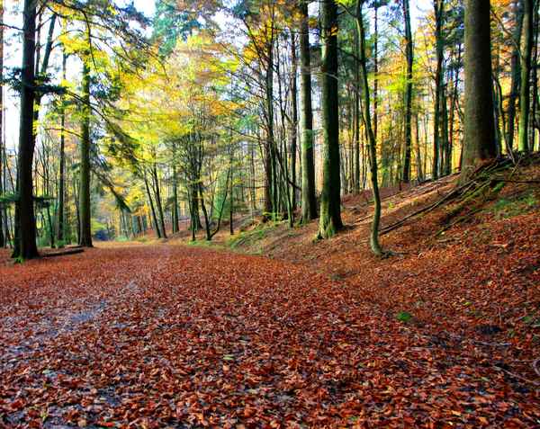 HERBSTWALD I
