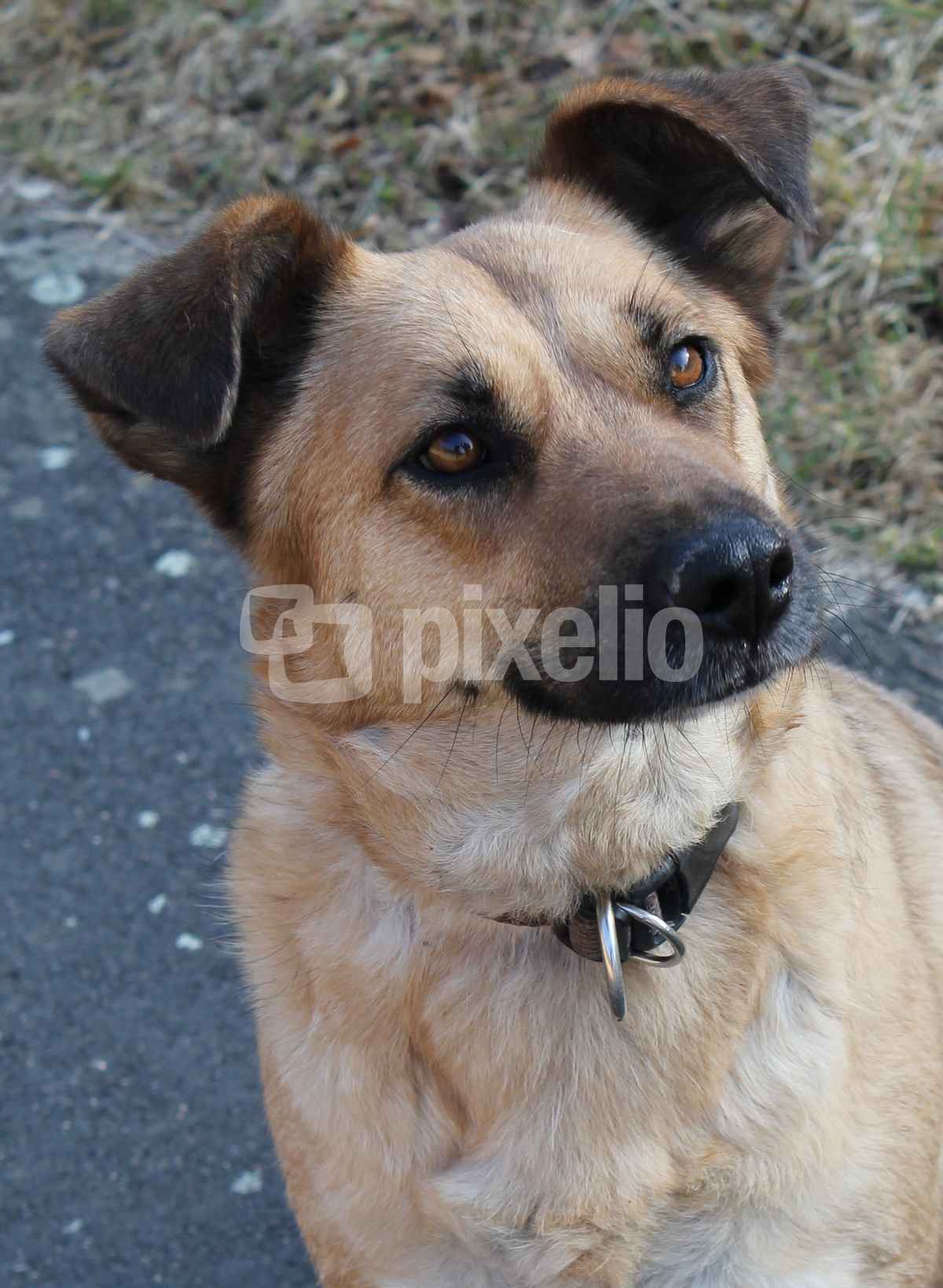 Ein Hundeblick