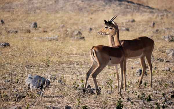 Chobe NP - Partnerschaft