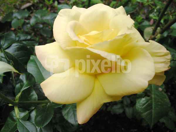 gelbe Rose 2