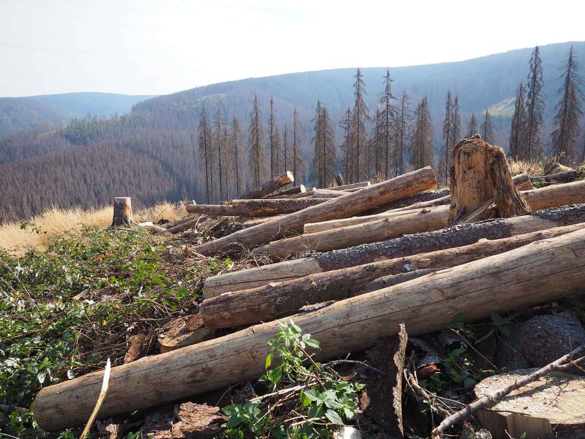 Waldsterben im Harz