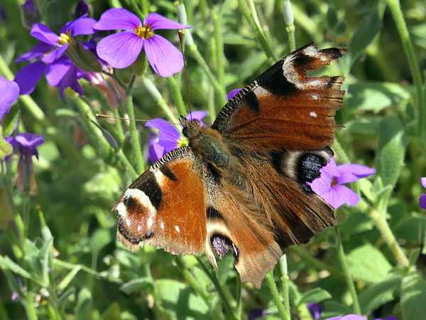 Schmetterling im Fühling