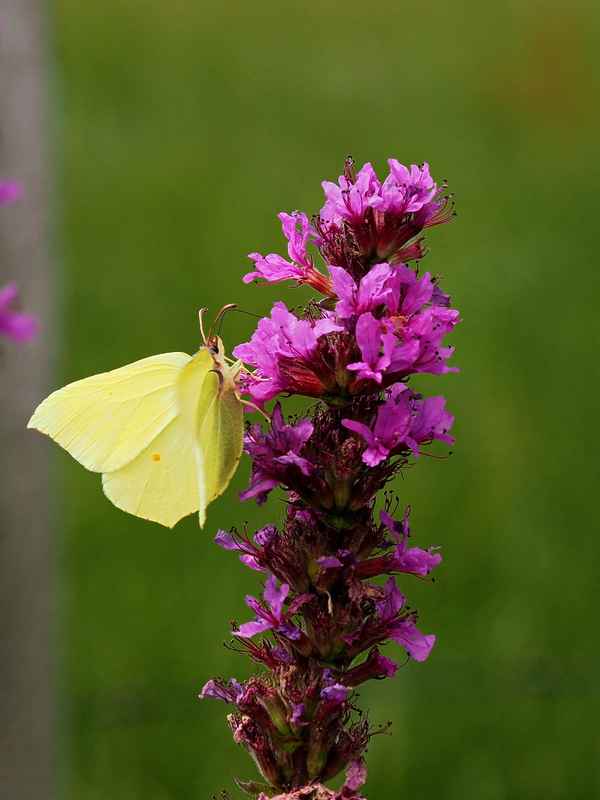 zitronenfalter auf blutweiderich