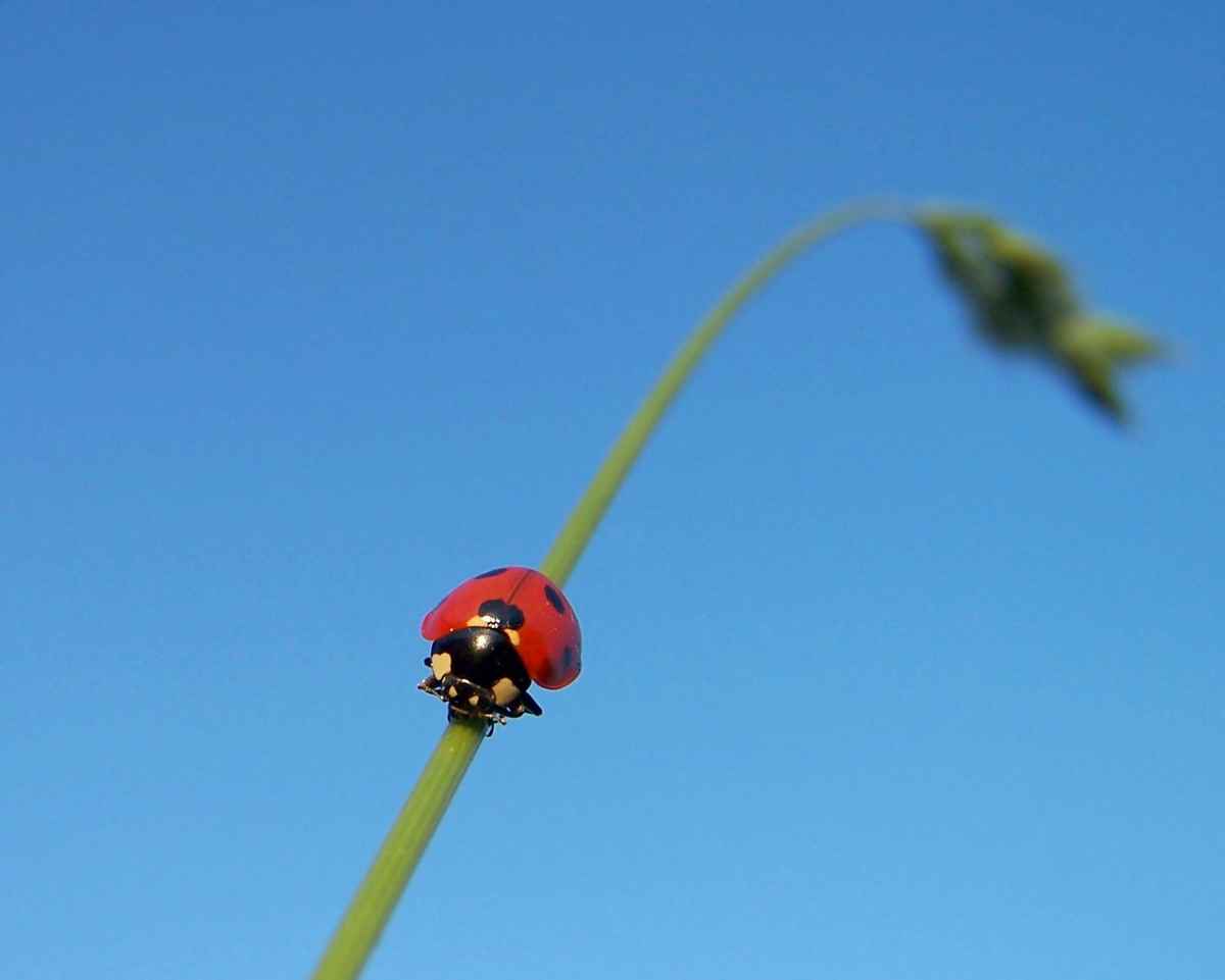 Marien(korn)käfer_2