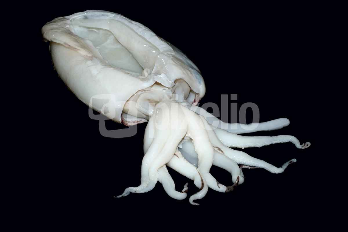 Kalamar 2