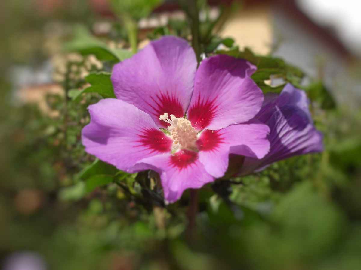 Hibiskusblüte
