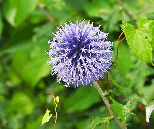 Blick über den Zaun 07