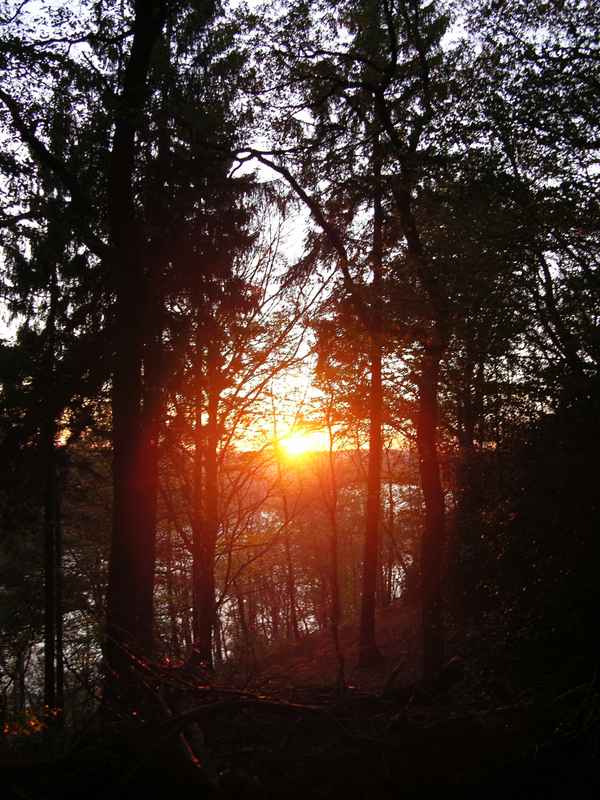 Sonnenuntergang im Wald