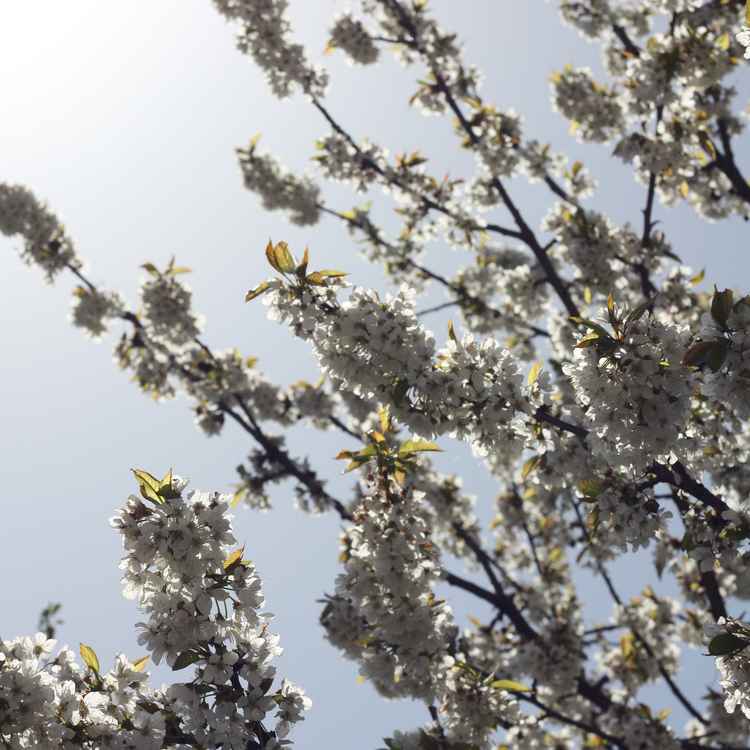 Apfelblüte
