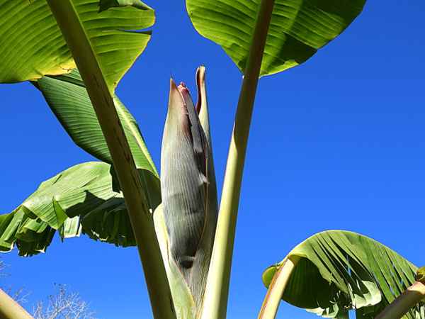 Bananen aus meinem Garten