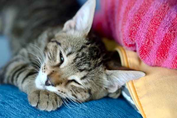 On the Pillows