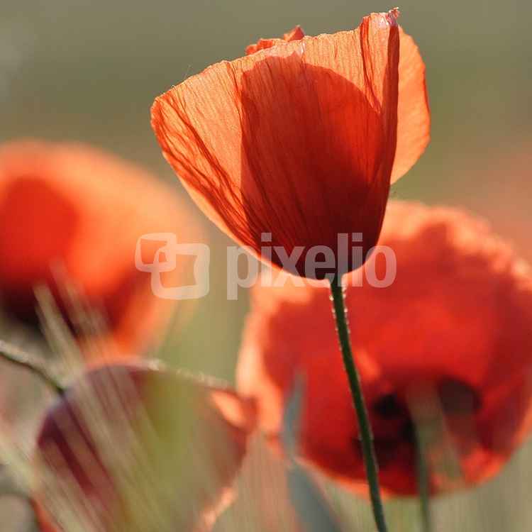Sonnenmohn