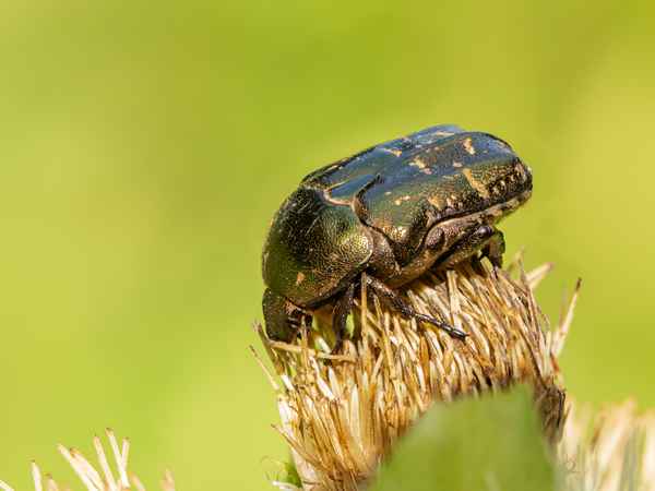 Kupfer-Rosenkäfer