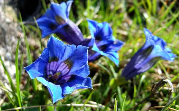 blau blüht der Enzian