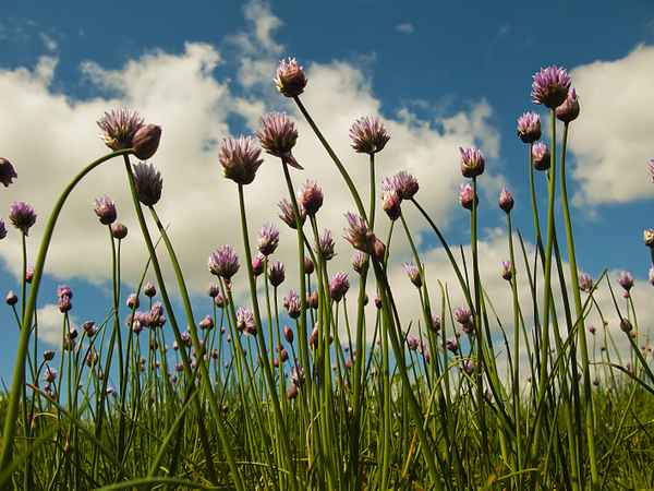 Wildwachsender Schnittlauch